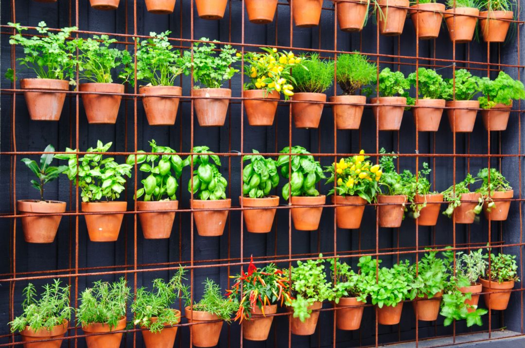 6 Easy Steps For Creating A Vertical Herb Garden In Your Kitchen