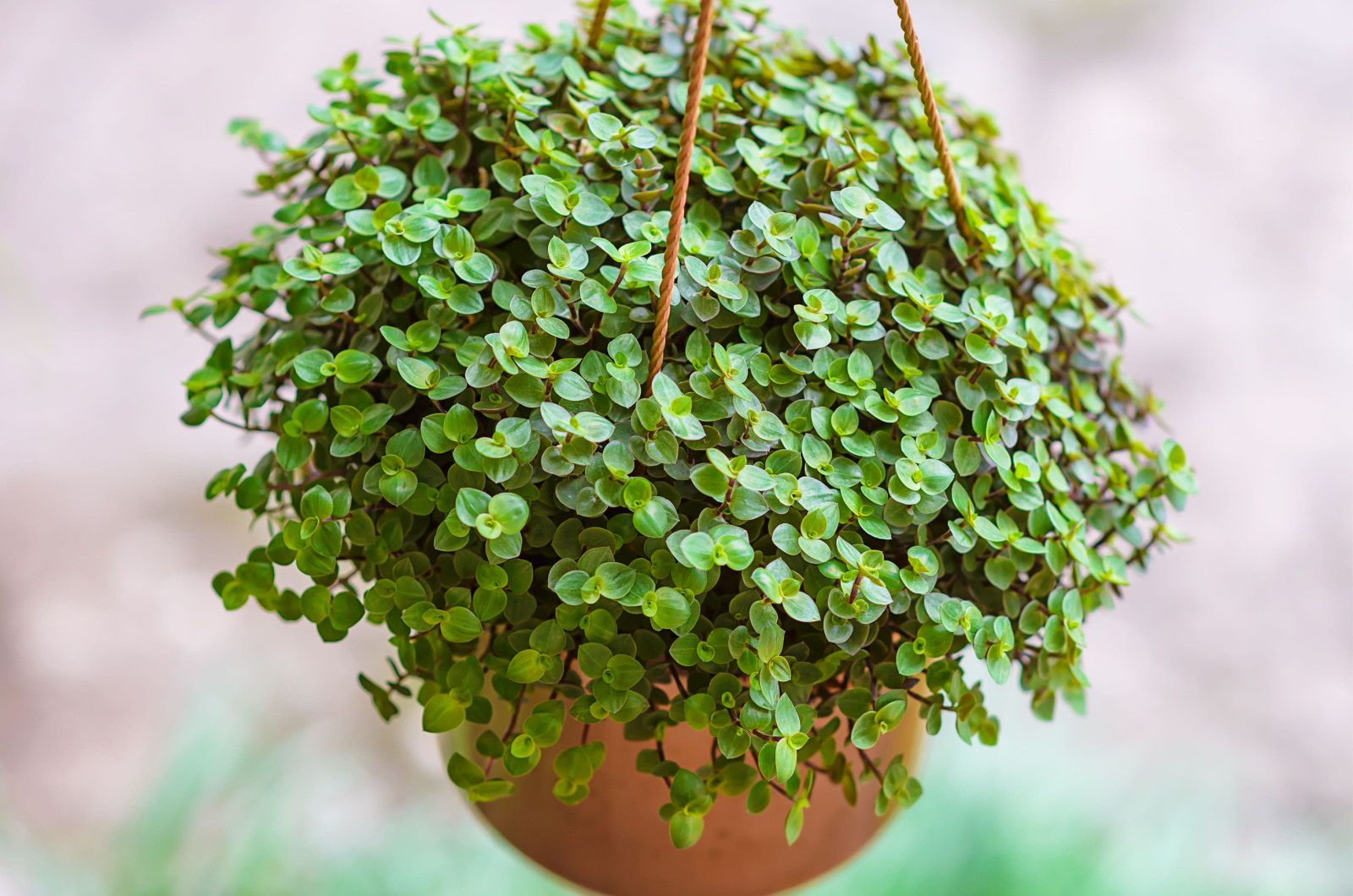 Vining Plant in a pot