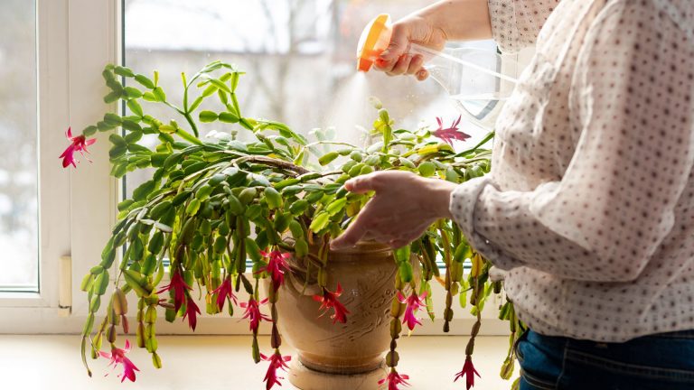 watering christmas cactus