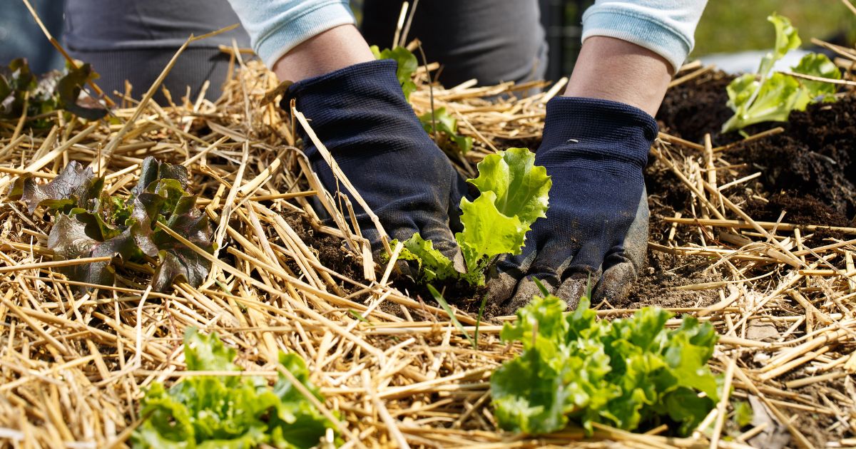 What Is The Best Mulch For A Vegetable Garden?