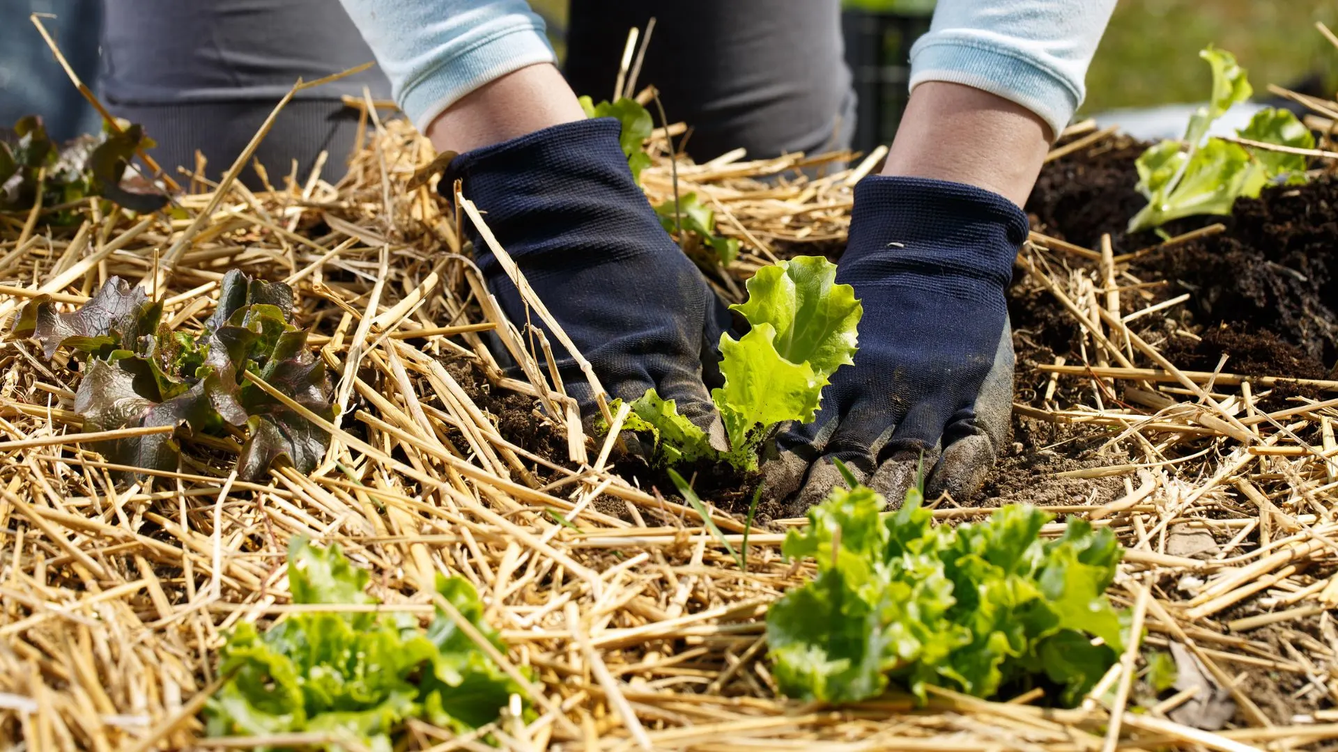 gardener adding straw mulch