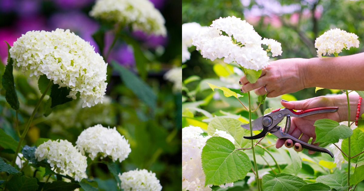 When And How To Prune Annabelle Hydrangeas