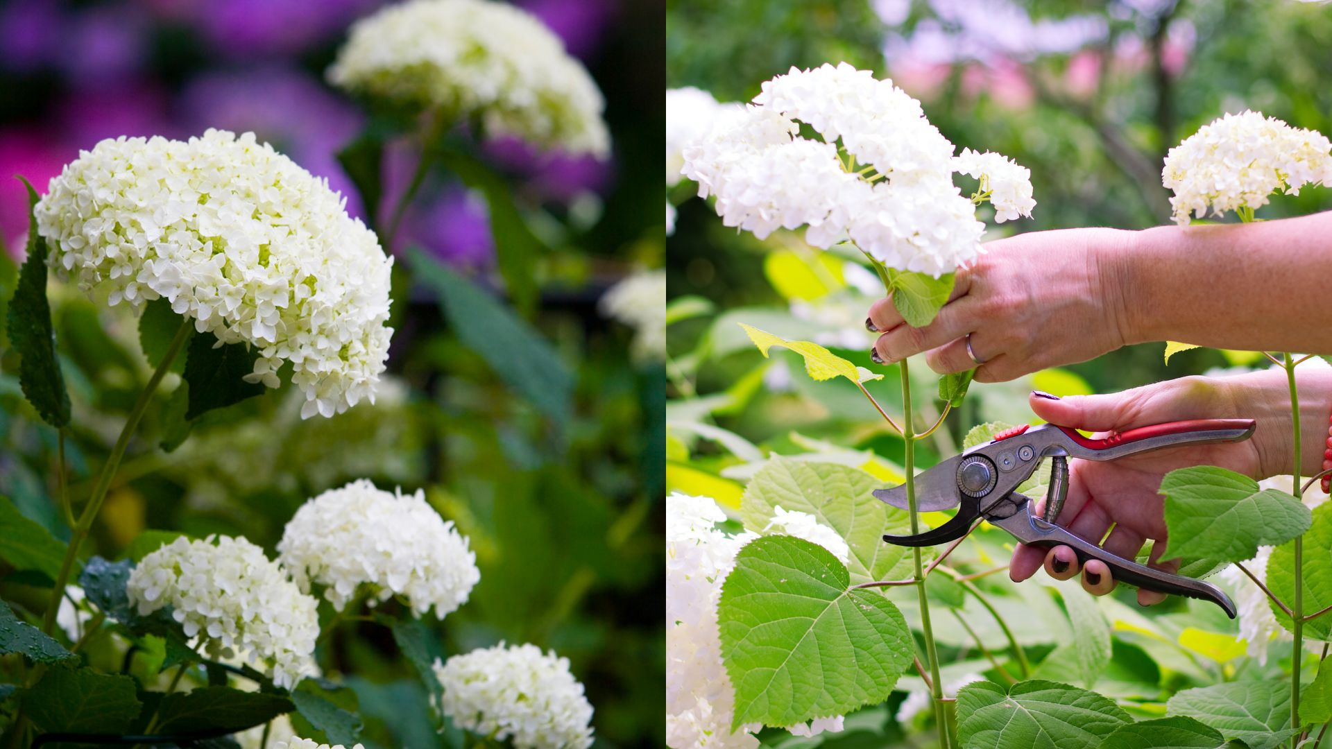 This Is When And How You Should Prune Annabelle Hydrangeas For Better Growth And More Stunning Blossoms