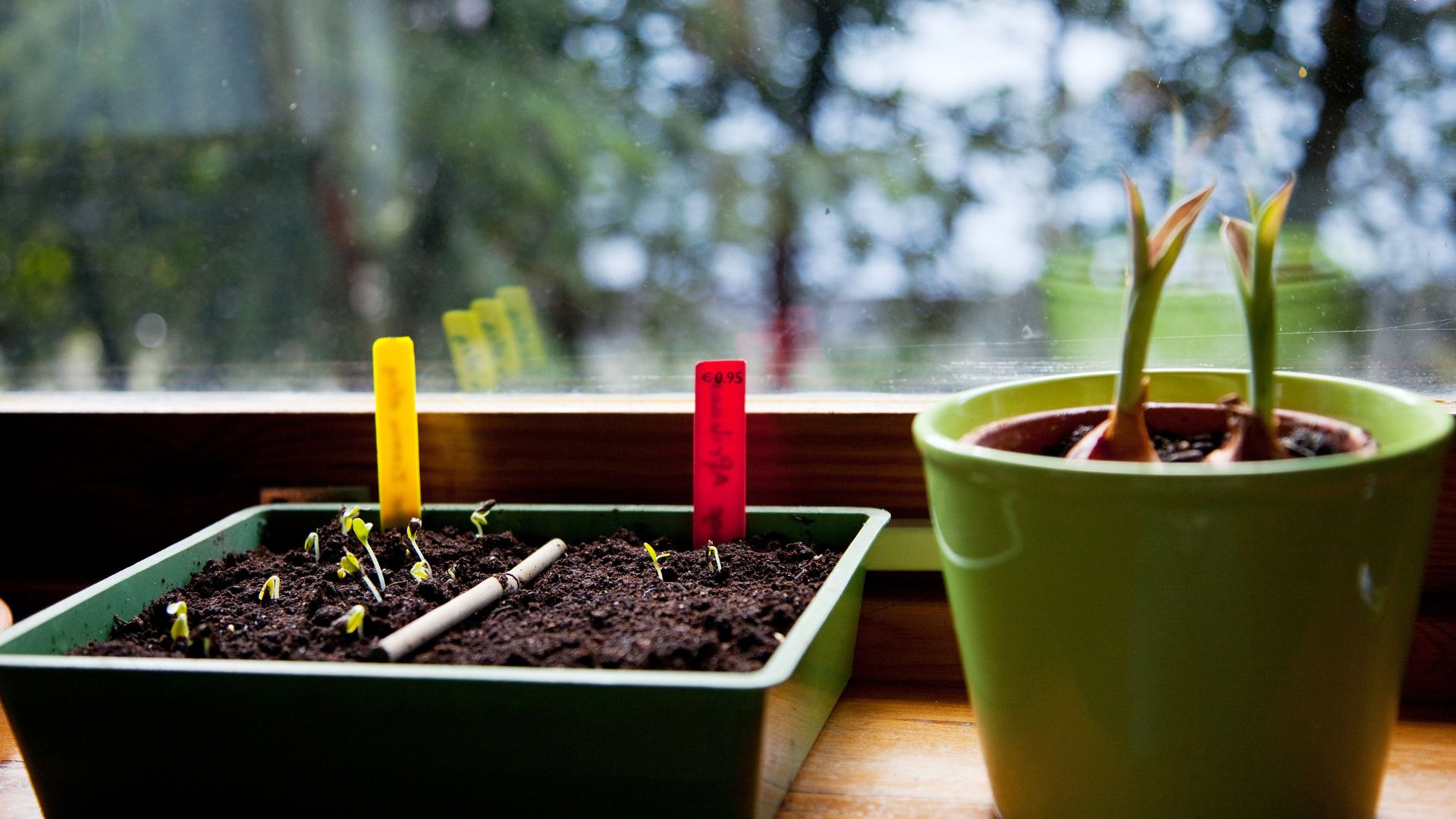 When And How To Start Seeds Indoors For Spring Planting