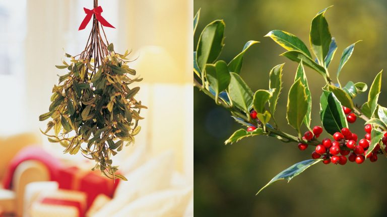 mistletoe or holly