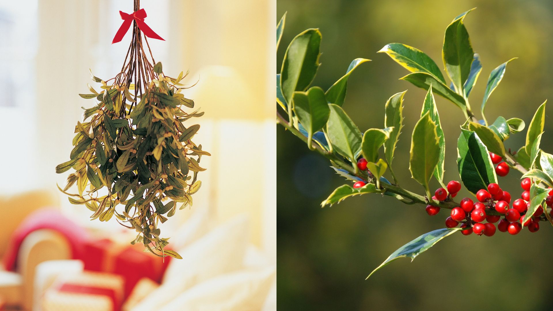 Who’d Win This Christmas Fight, Mistletoe Or Holly?