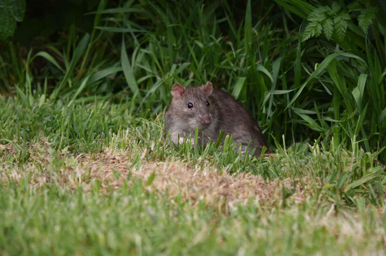 Wild brown rat in a garden