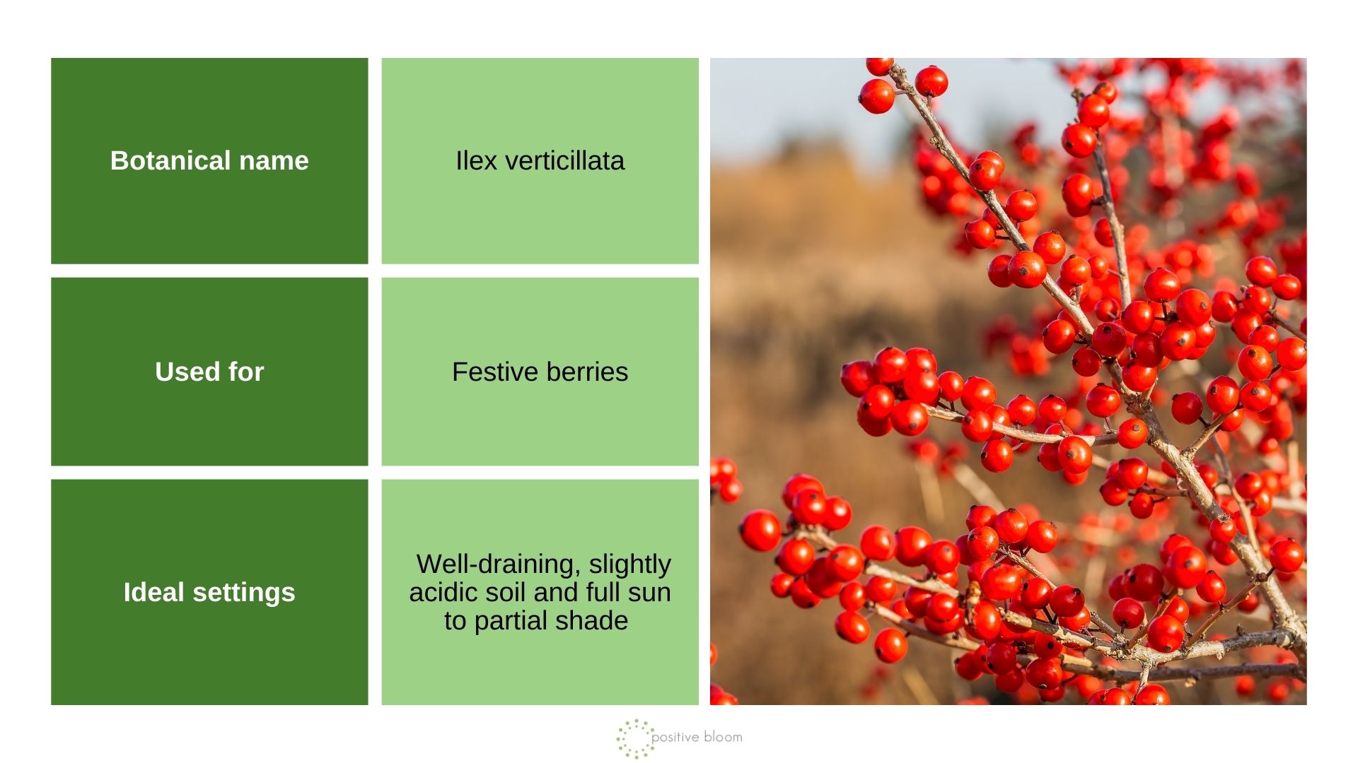 Winterberry Holly info chart and photo