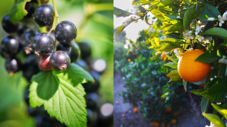 fruits against illness