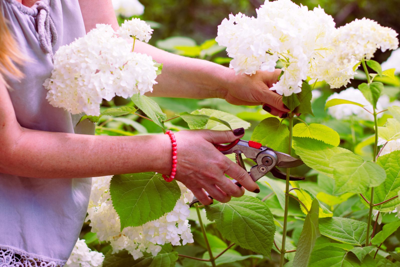 Woman cut a bouquet of flowers white hydrangeas with pruning scissors