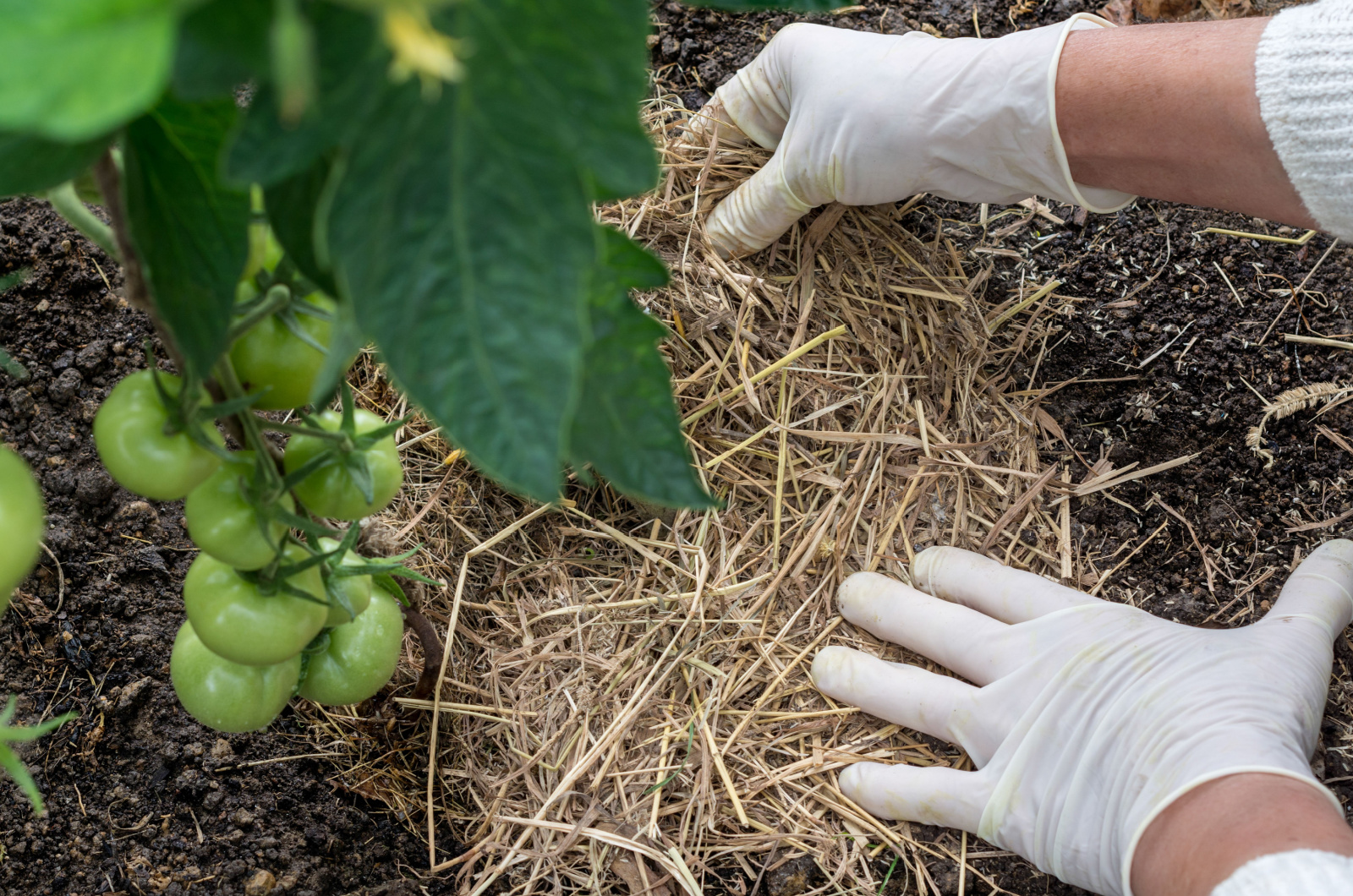 Woman is placing natural mulch around the stems of tomato