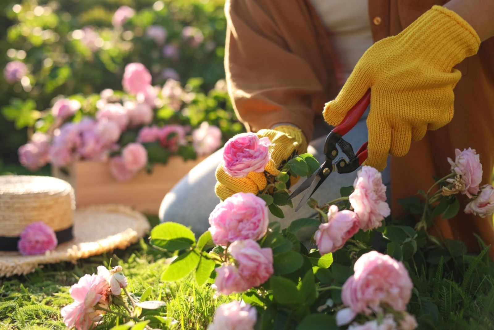Woman pruning tea rose bush in garden