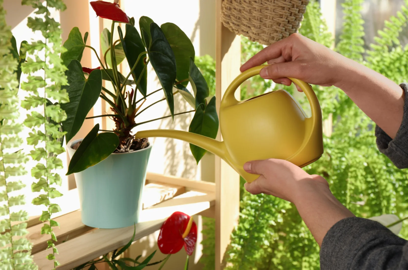 Woman watering plant in a pot