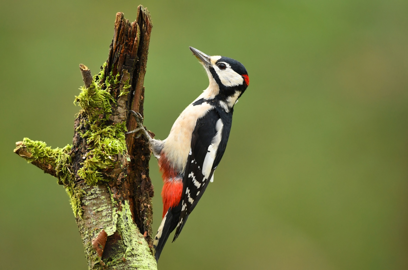 Woodpecker on a branch