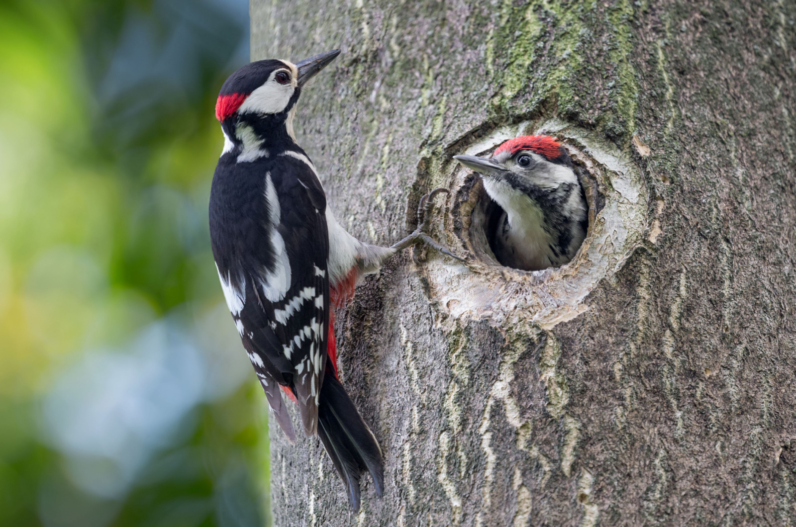 Woodpeckers in a forest