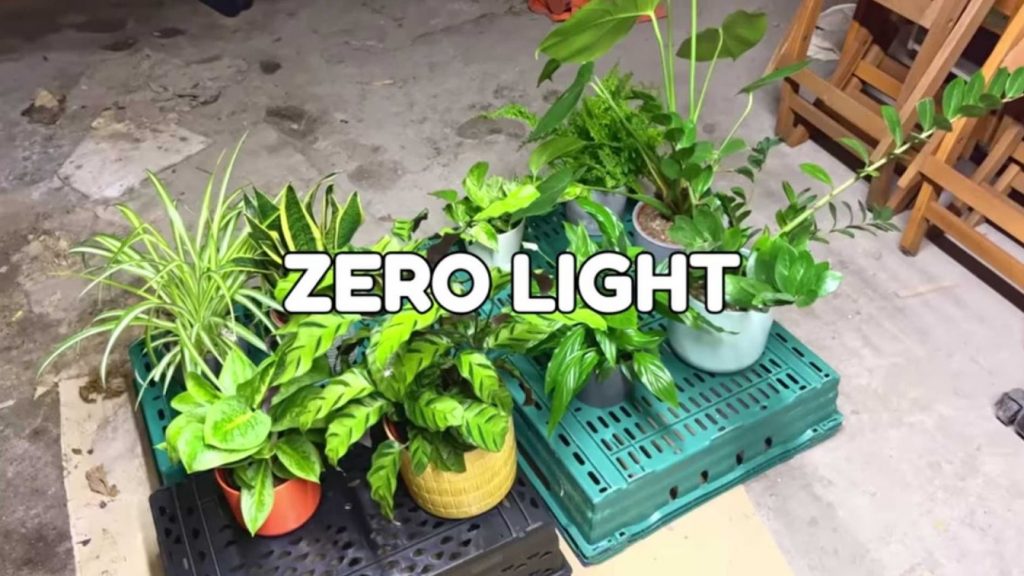 Zero-Light Tolerance