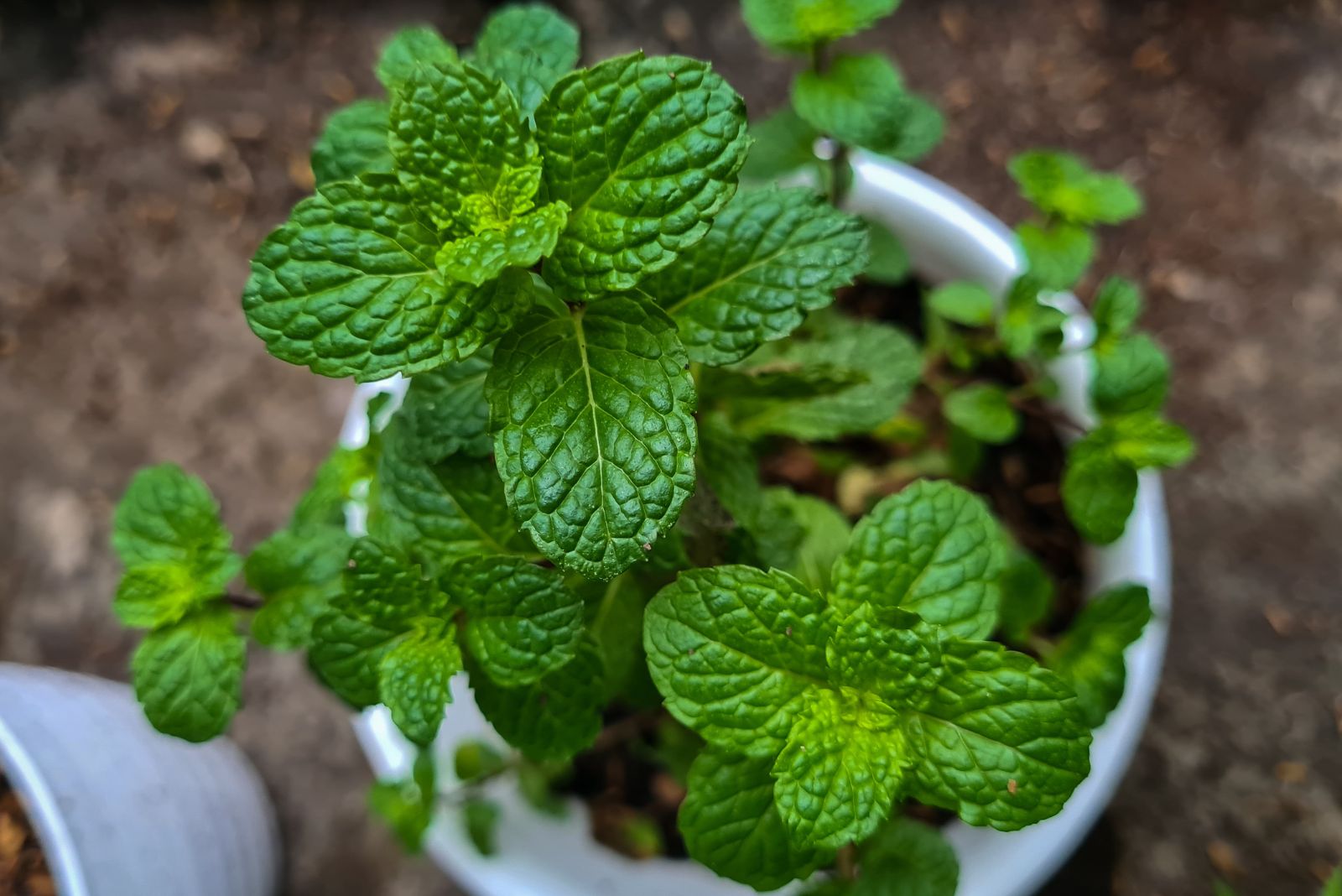 a mint plant grows in a white plastic pot