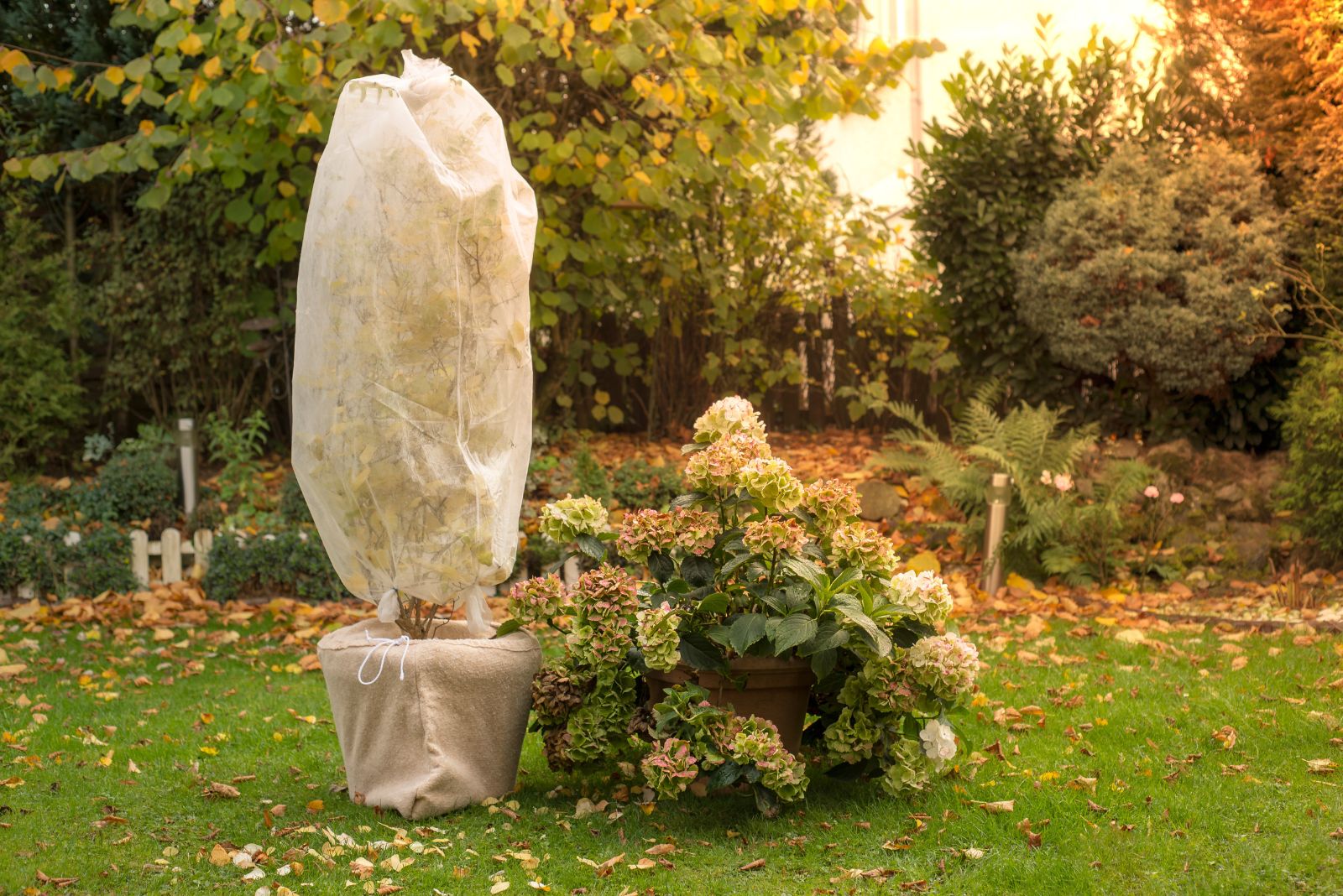 a perennial wrapped in a sack in the garden
