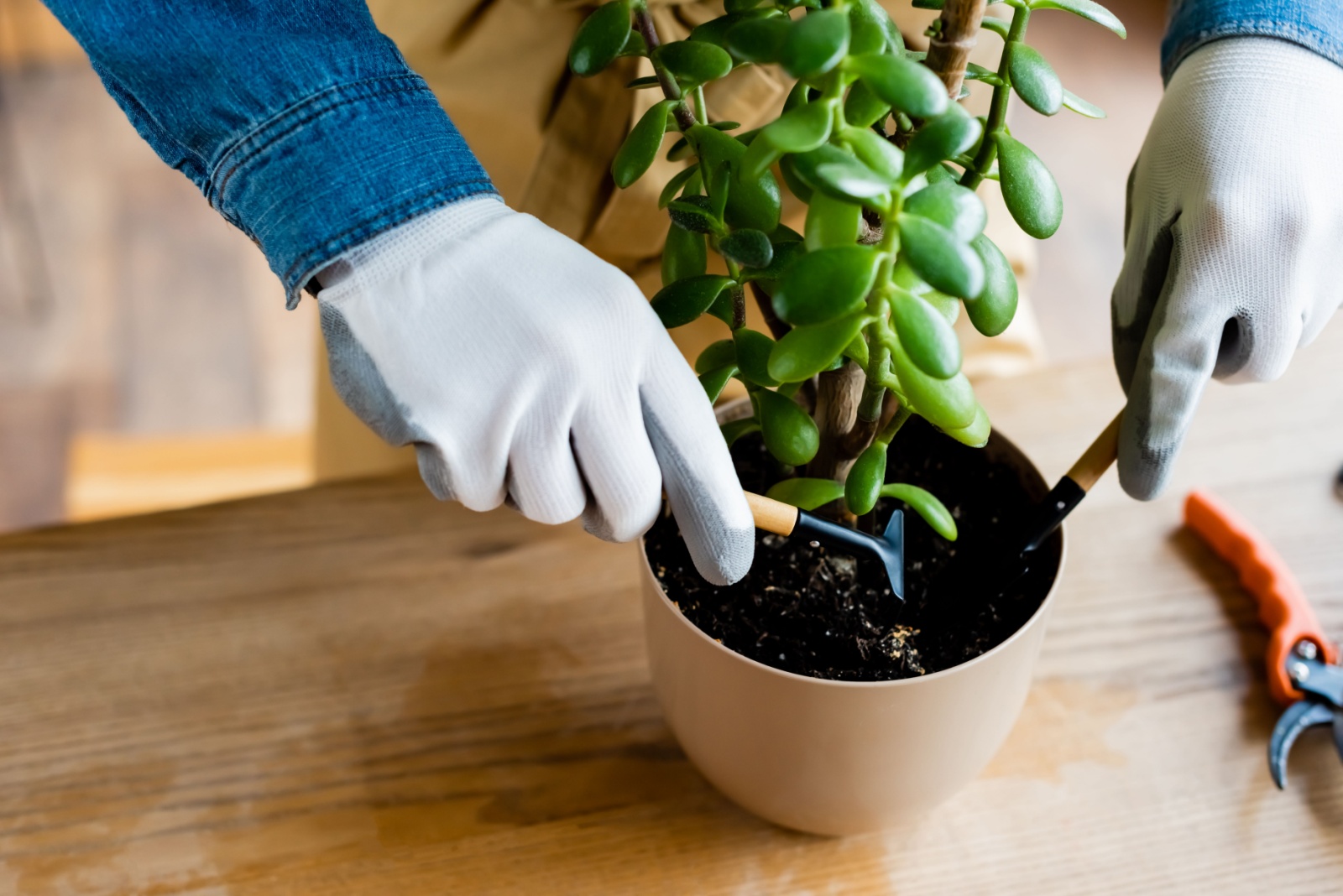 adding fertilizer to jade plant