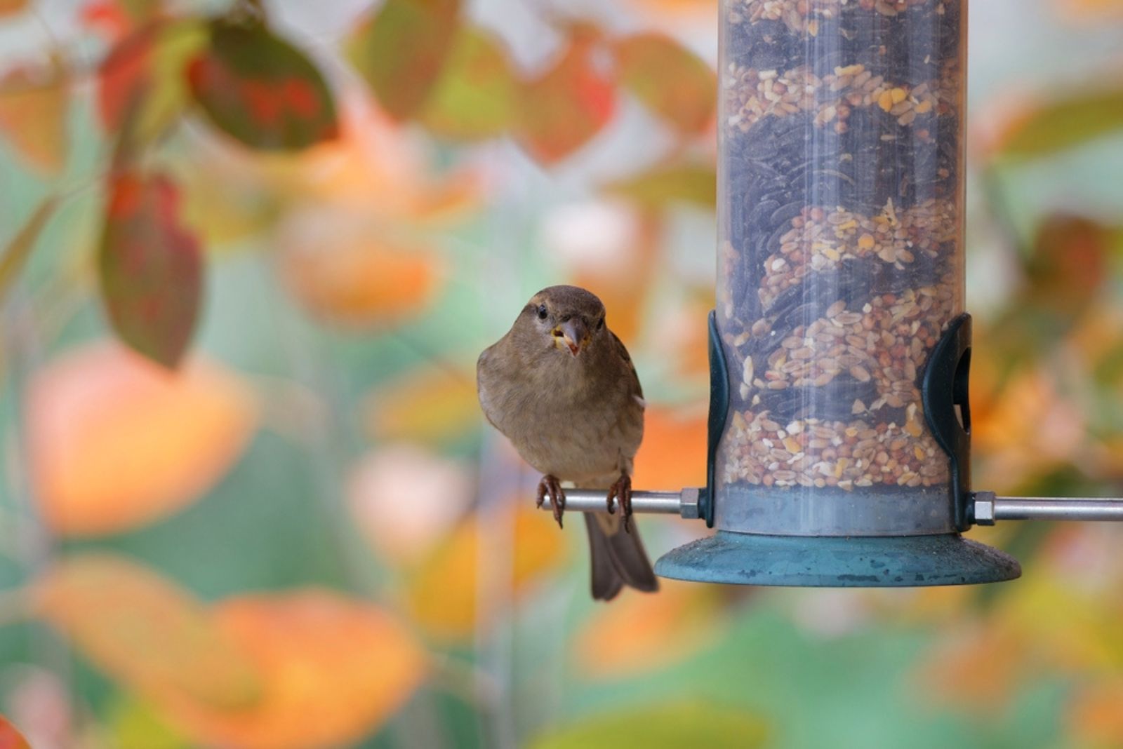 bird on a feeder