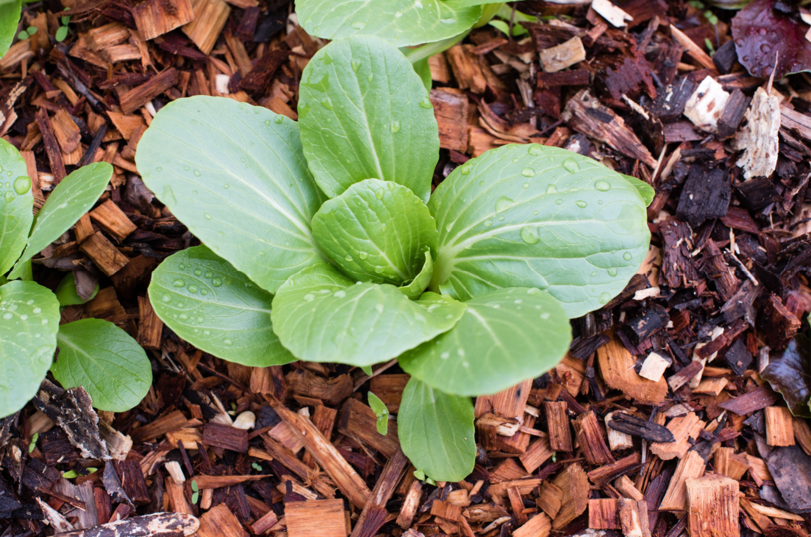 bok choy plant growing in wood chip mulch