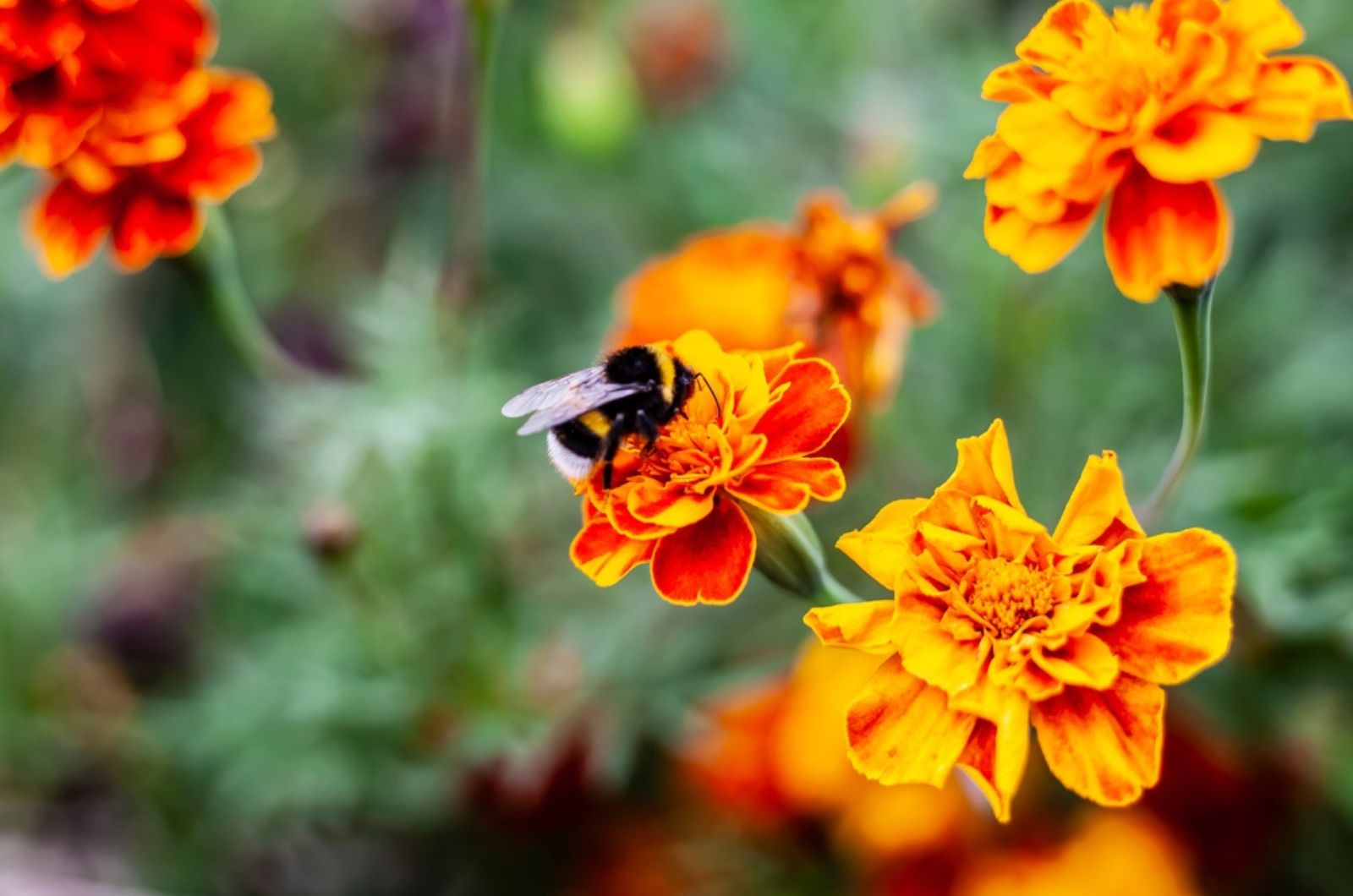 bumble bee on a marigold flower