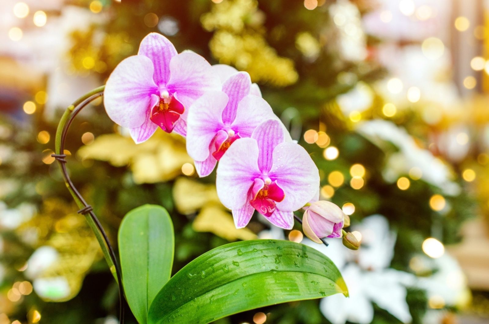 christmas Orchid