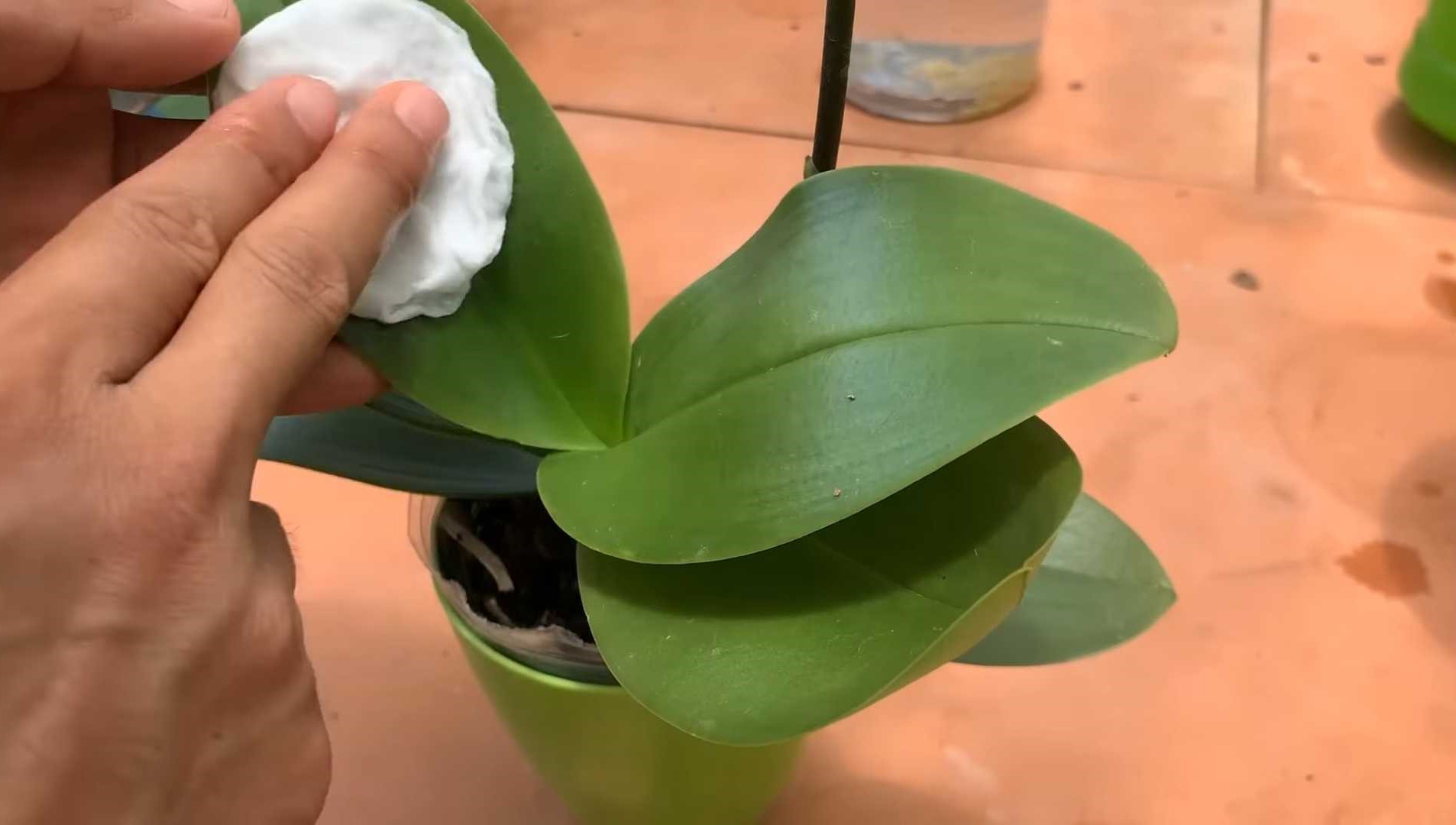 cleaning the leaves