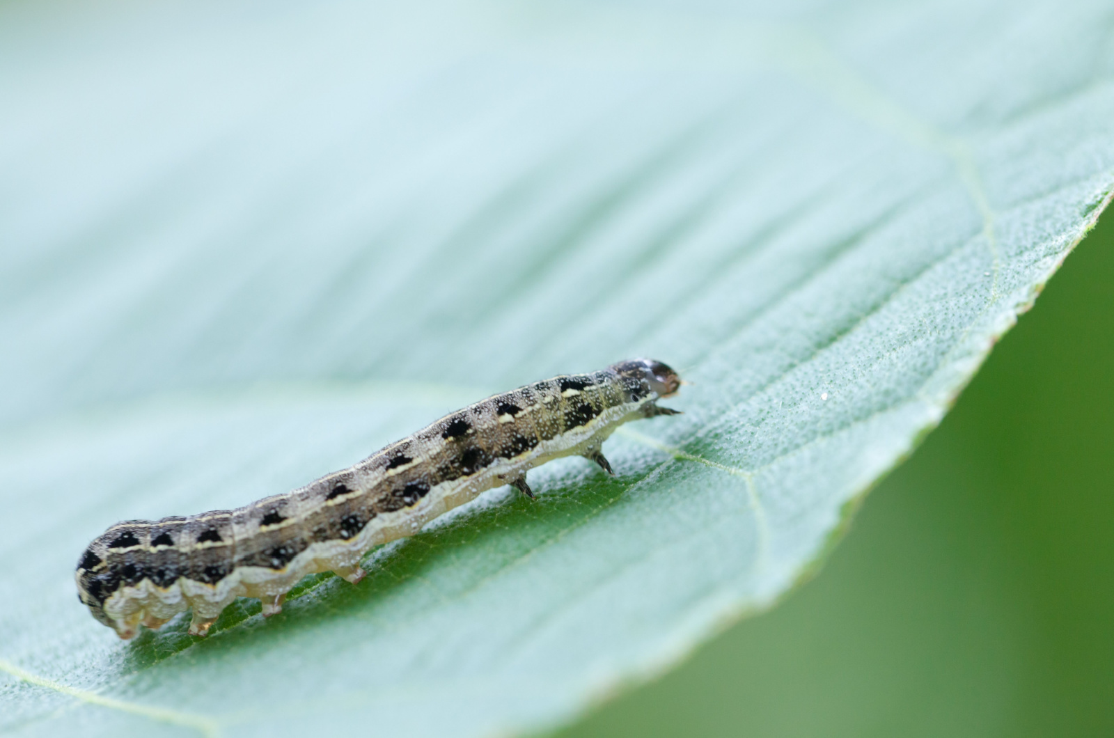 close up of cutworm on leaves