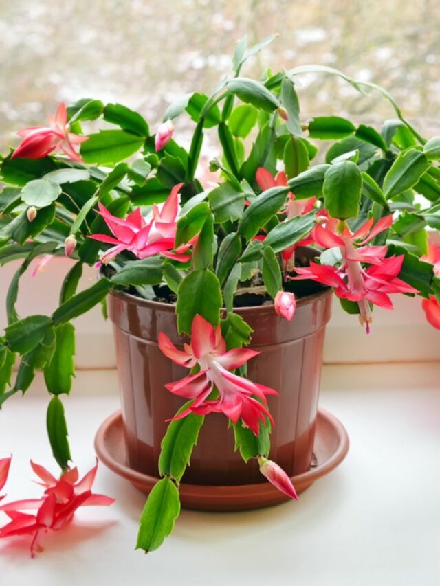 Water Your Christmas Cactus The Right Way