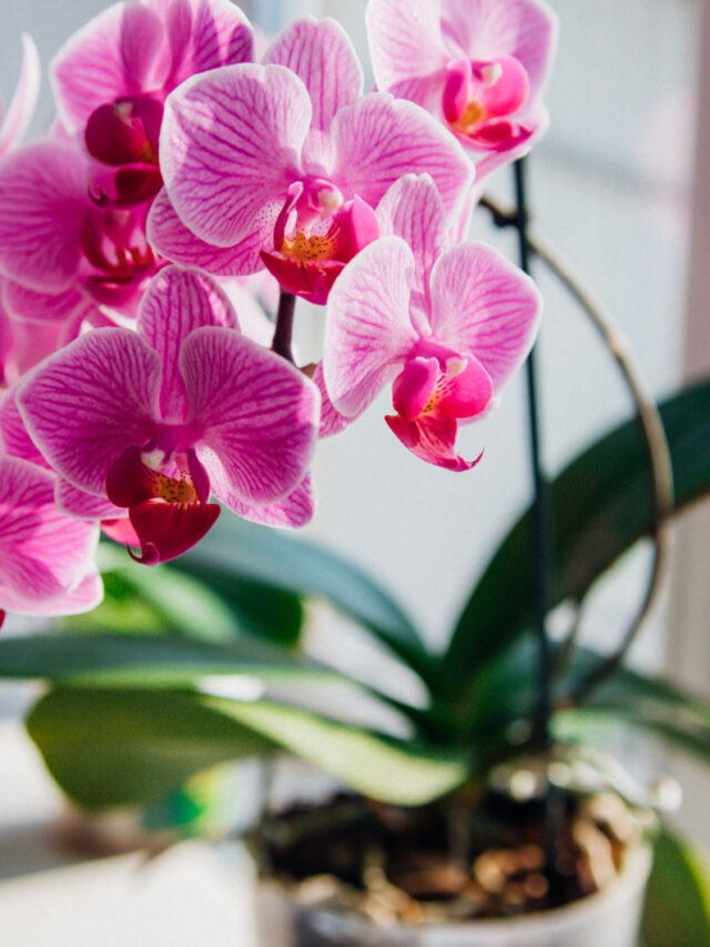 11 Reasons Why Is Your Orchid Dying