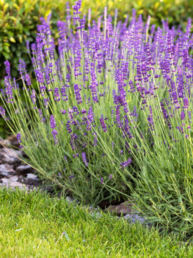 Purple lavender bushes