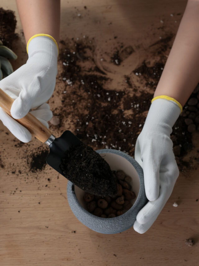 container with soil