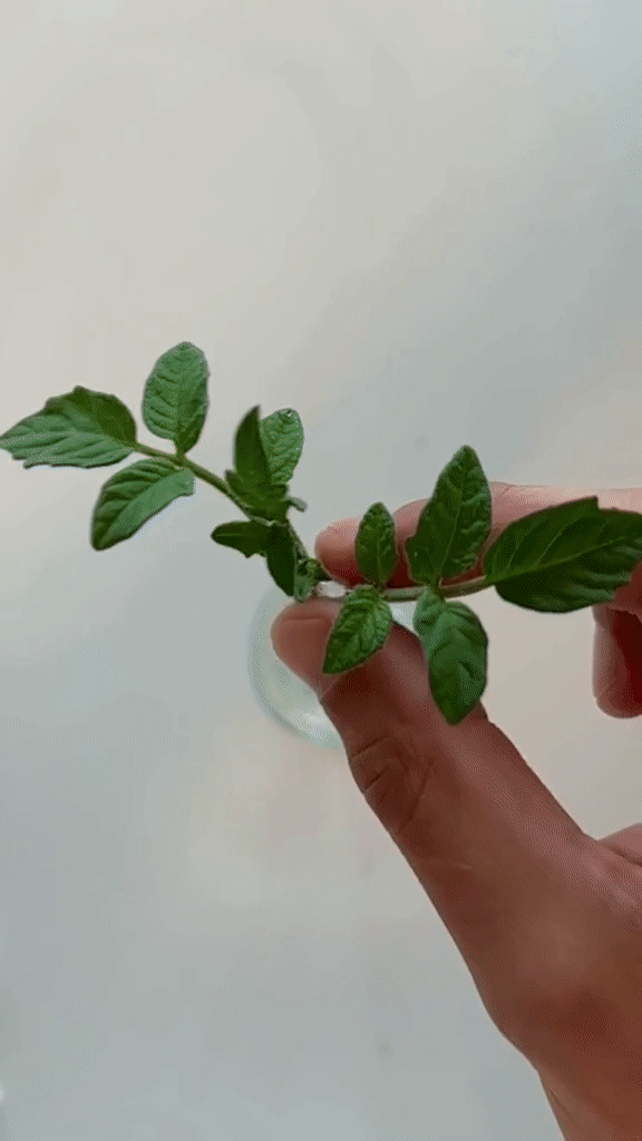 dropping plant in water
