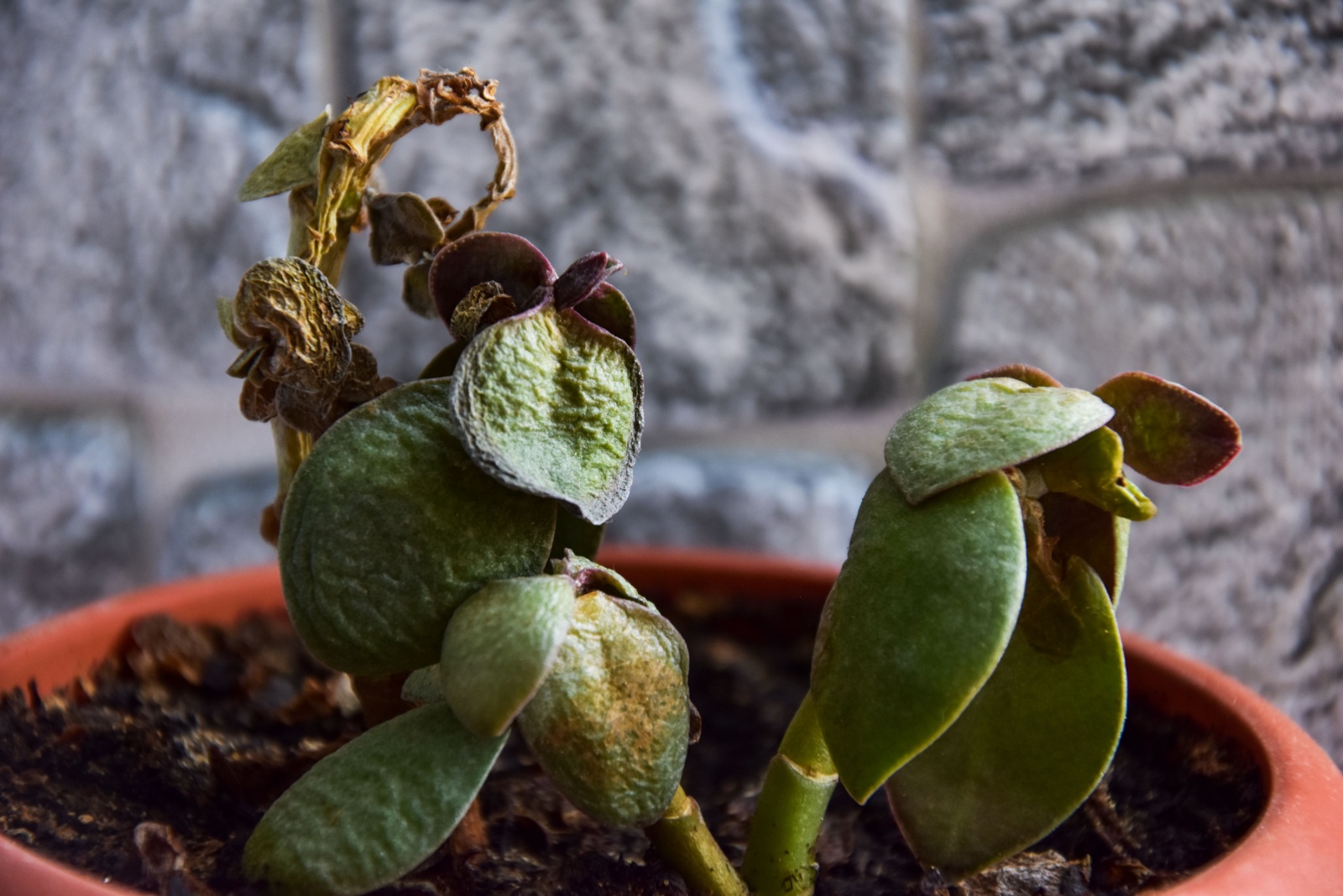 dry jade plant