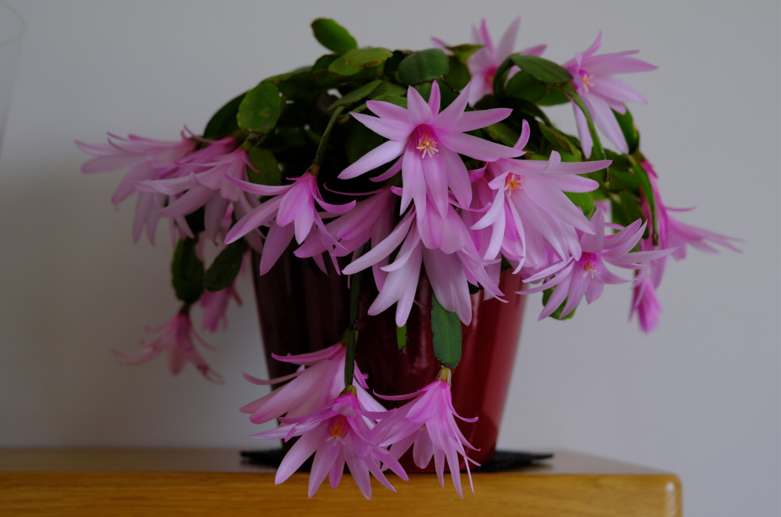 easter cactus in a pot