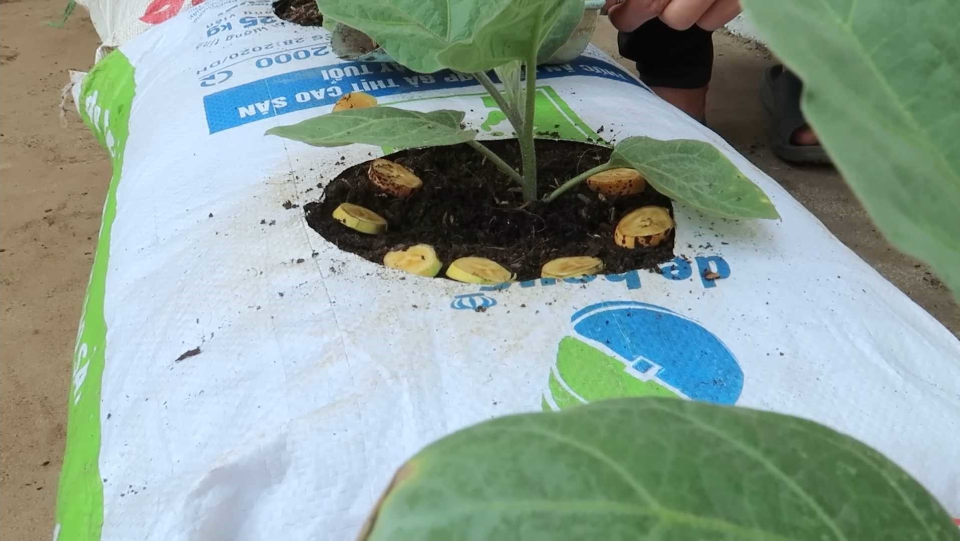 eggplant growing in a bag