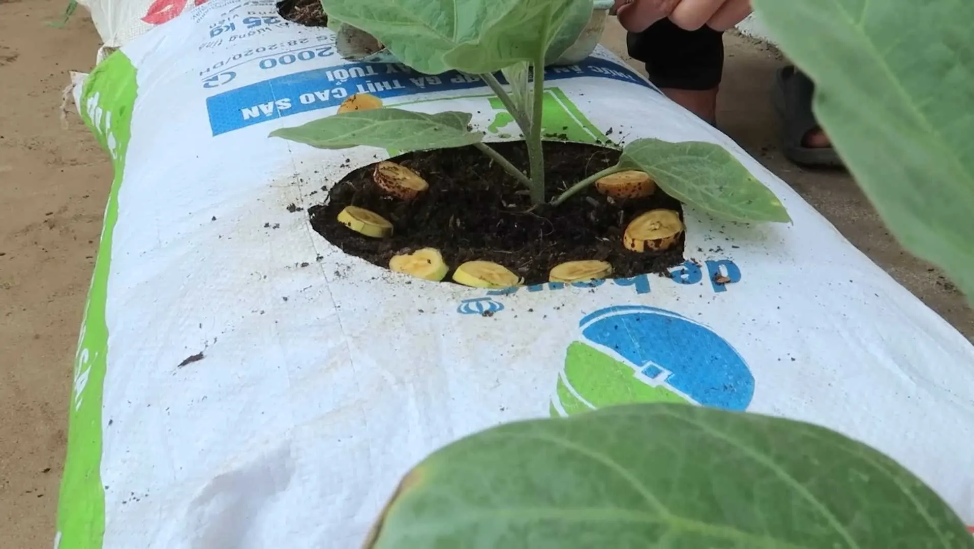 10 Simple Steps For Growing Eggplants In Soil Bags