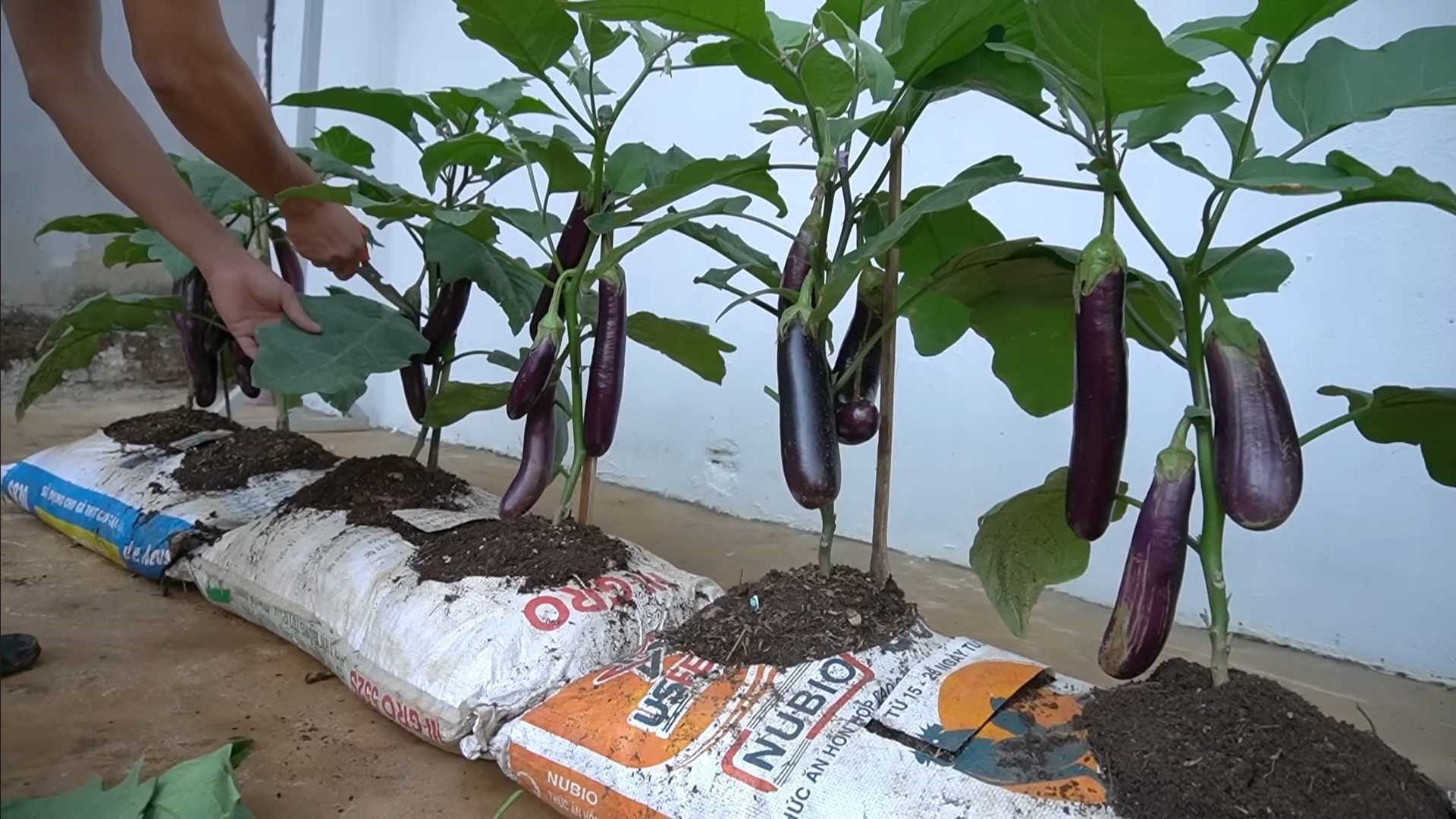 eggplant in growing bags