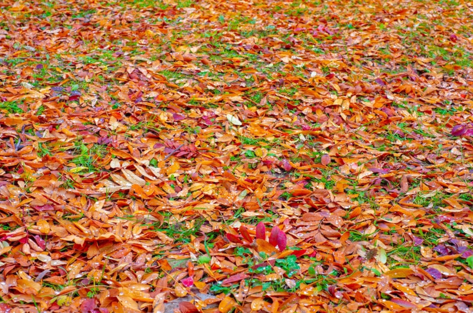 fallen leaves on lawn
