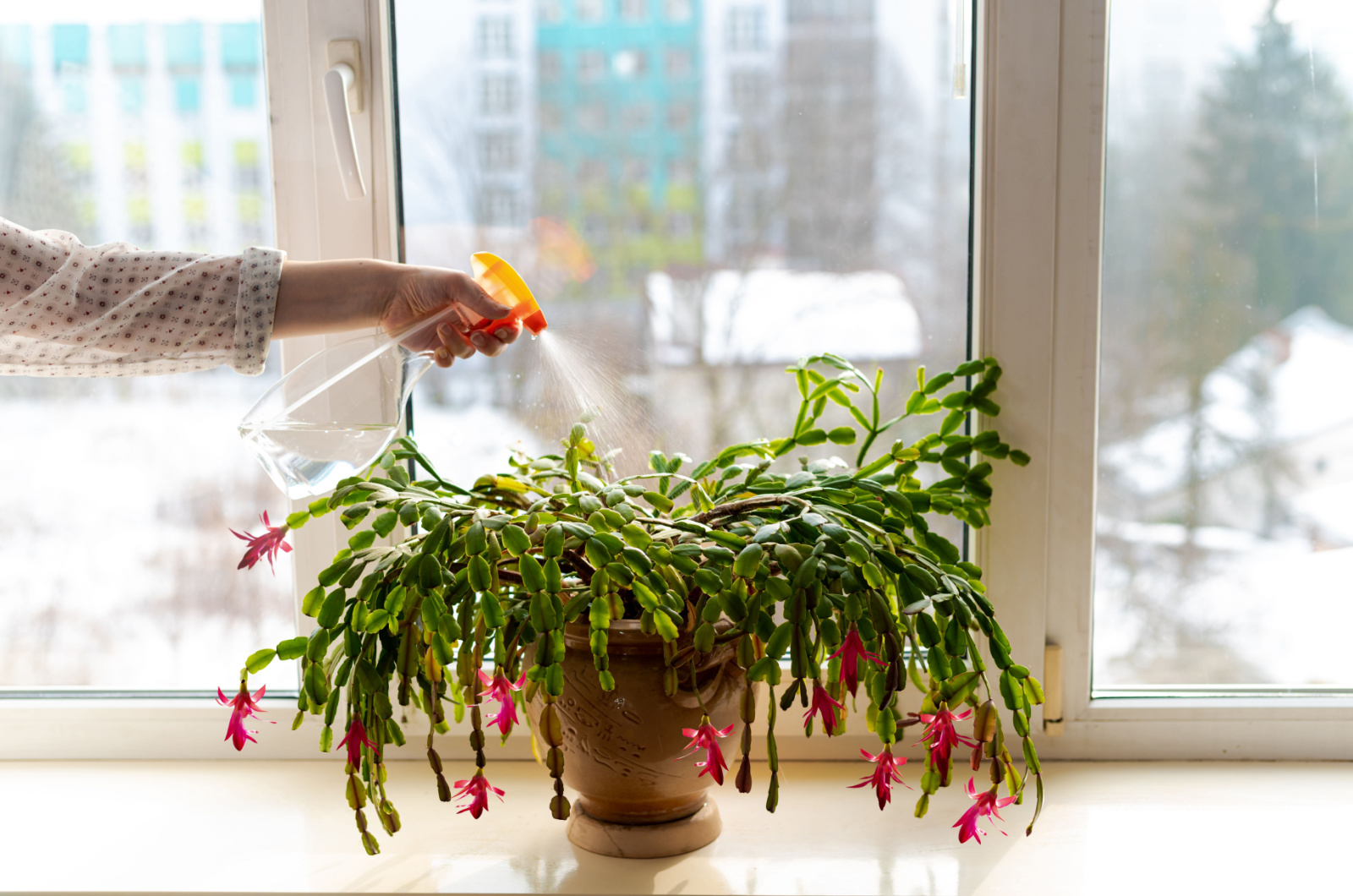 female hand spraying christmas cactus with water