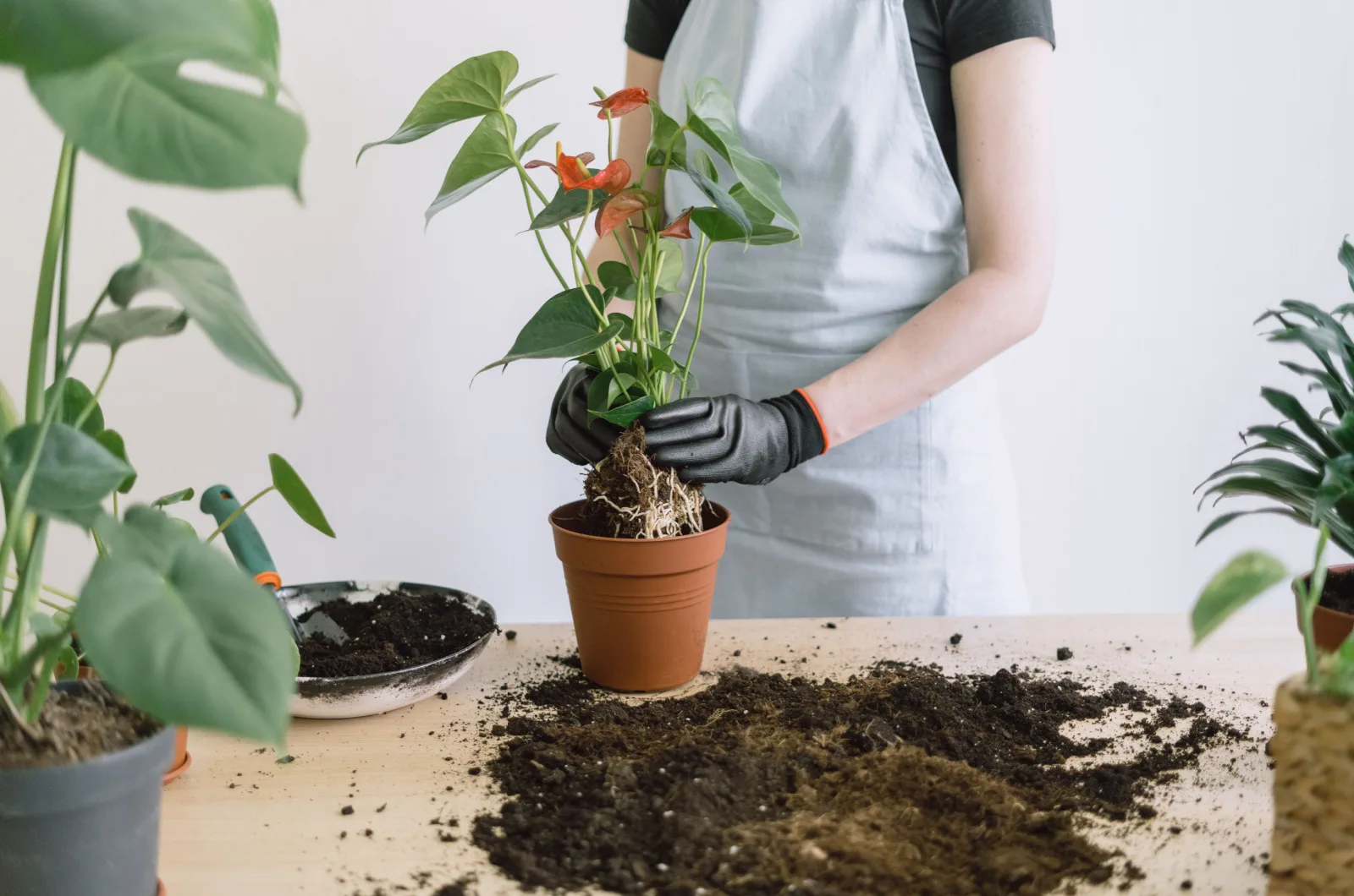 female repotting Anthurium pink flower