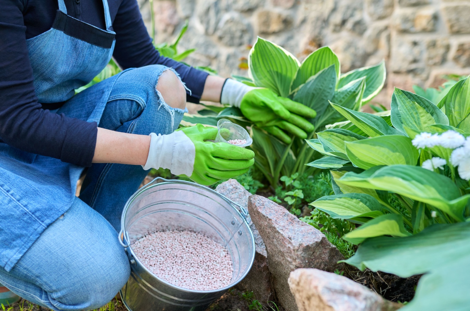 fertilizing hosta bush