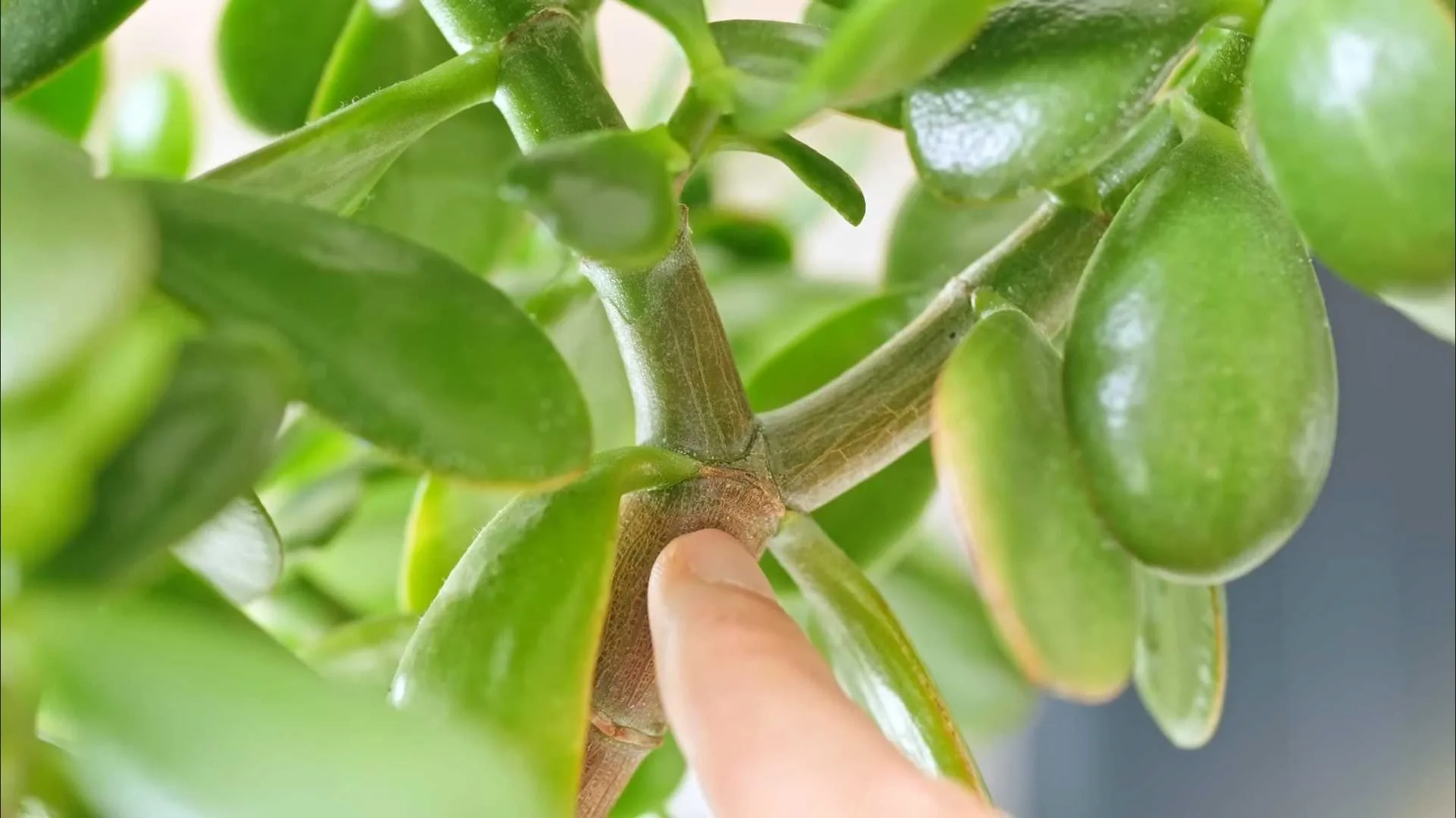 finger pointing on jade plant