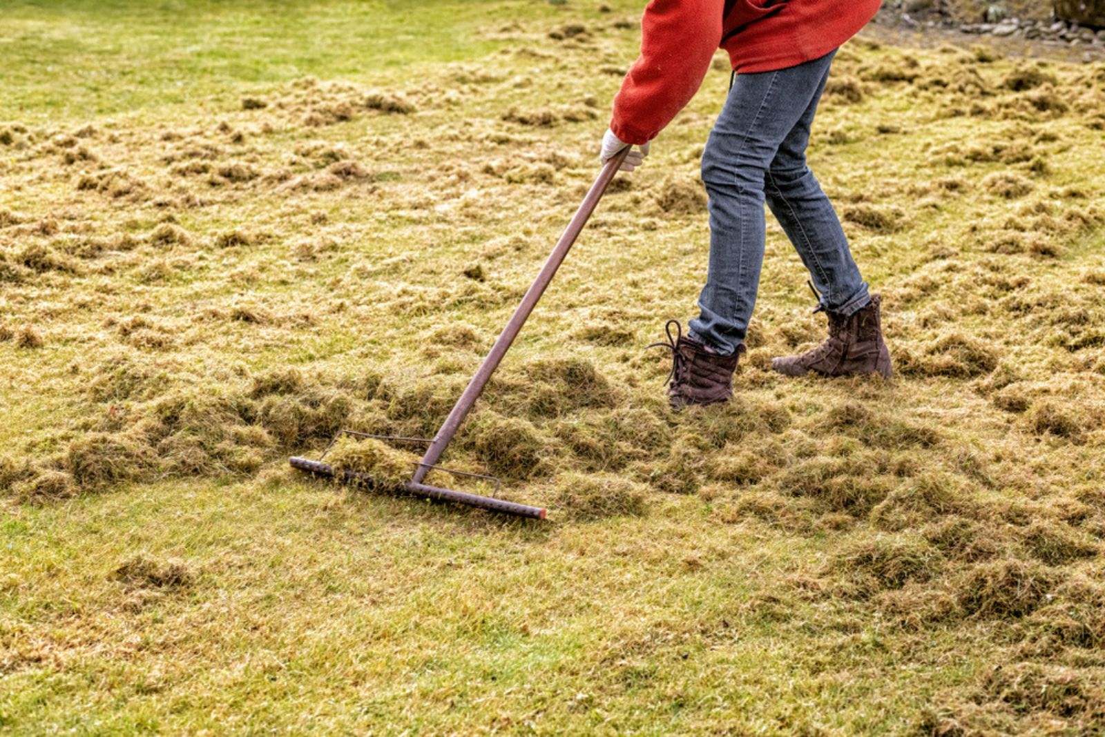 gardener detchatching the lawn