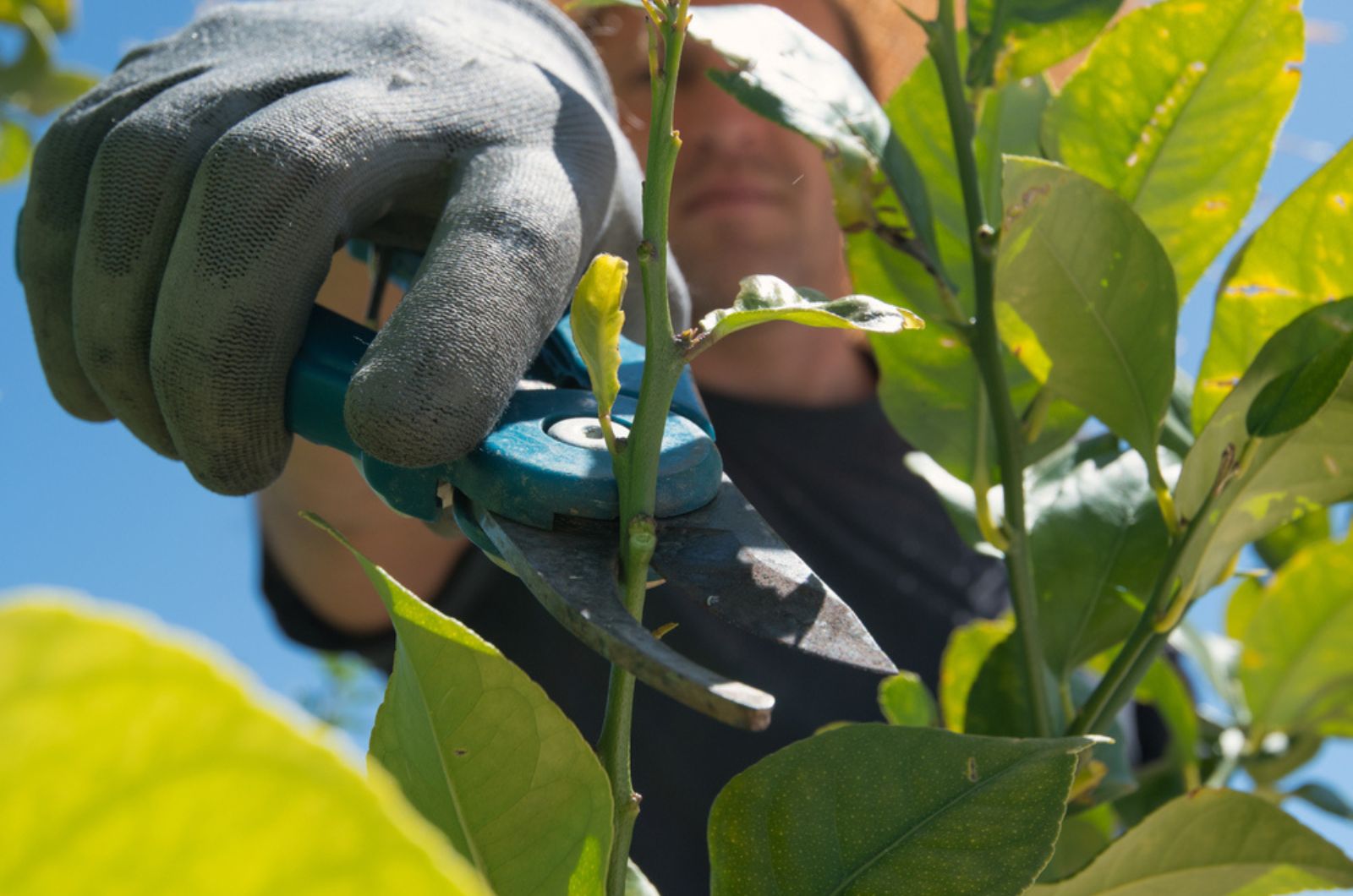 gardener pruning lemon tree