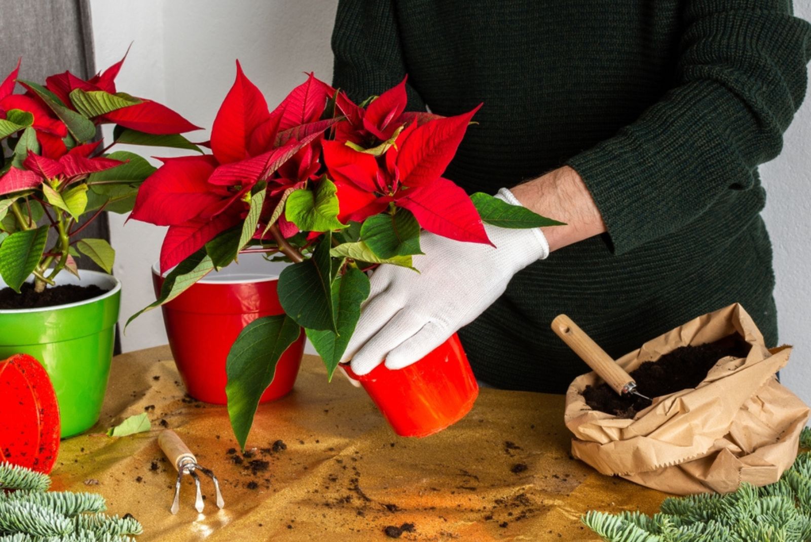 gardener repotting poinsettia