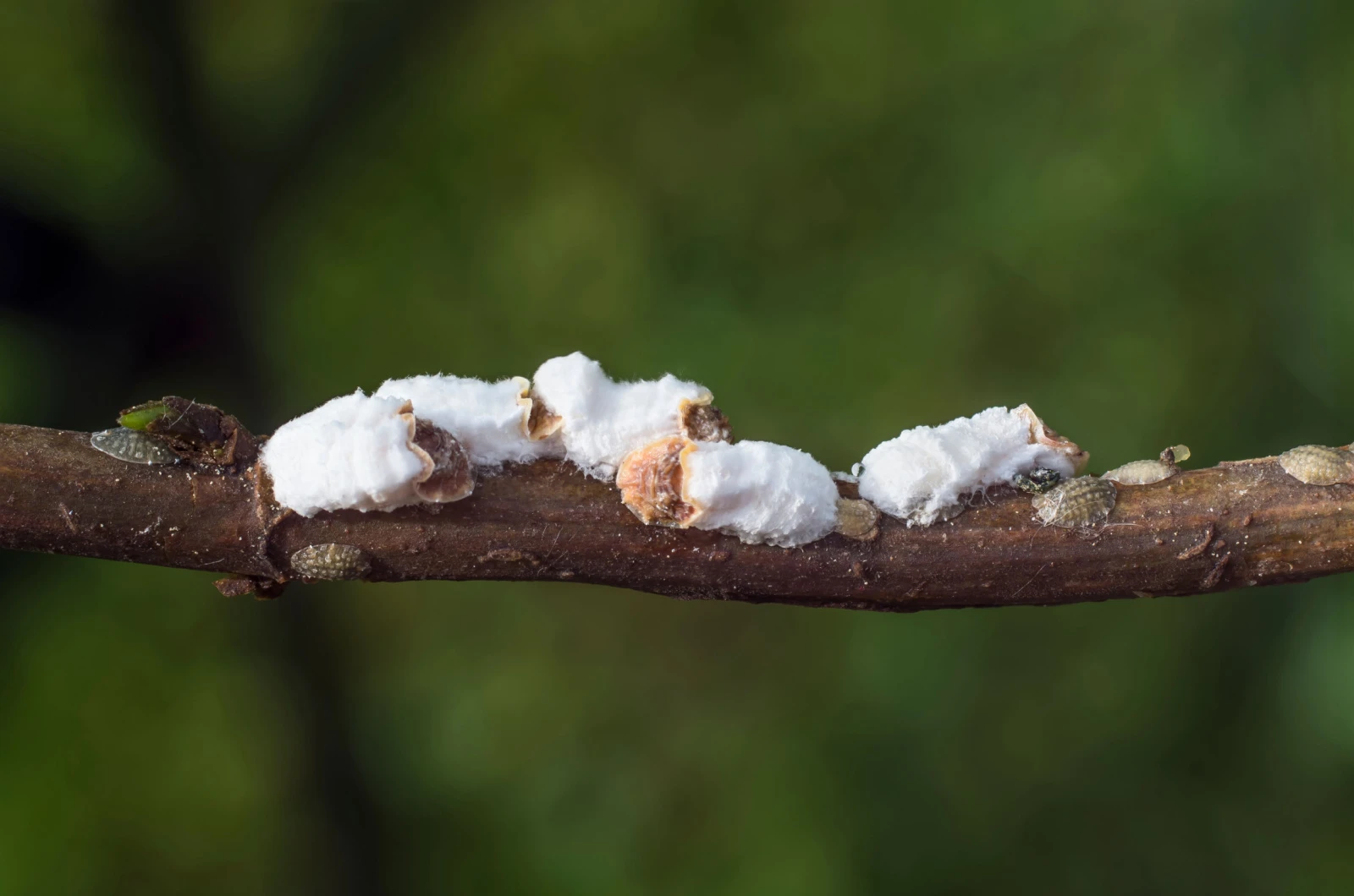 group of hydrangea scale insects on branch