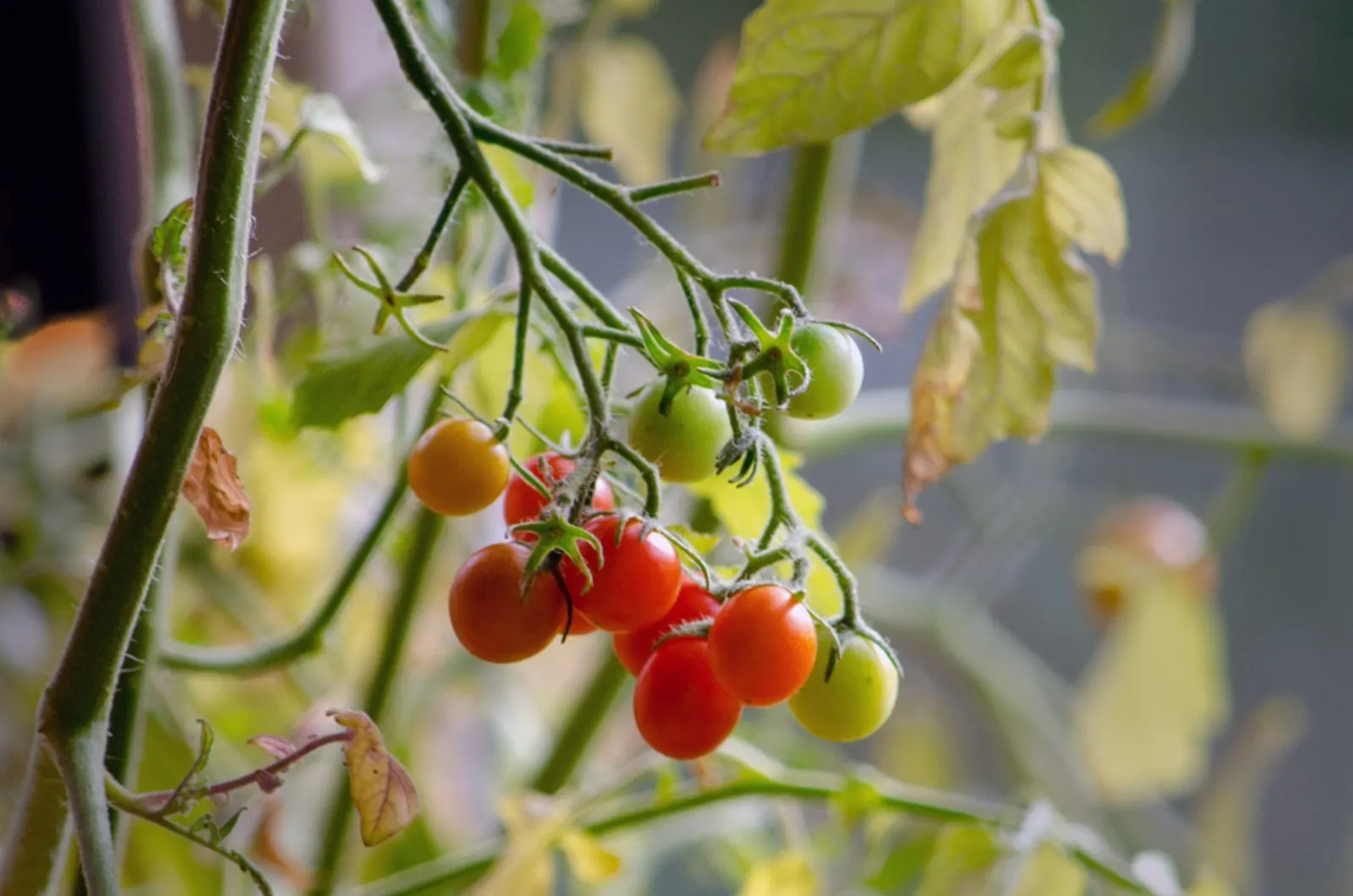 Tips For Growing Tomato Plants Upside Down!