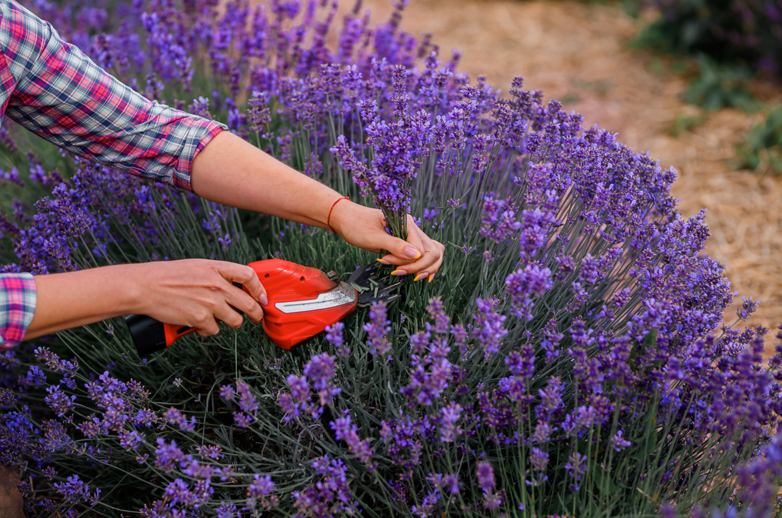harvesting lavender
